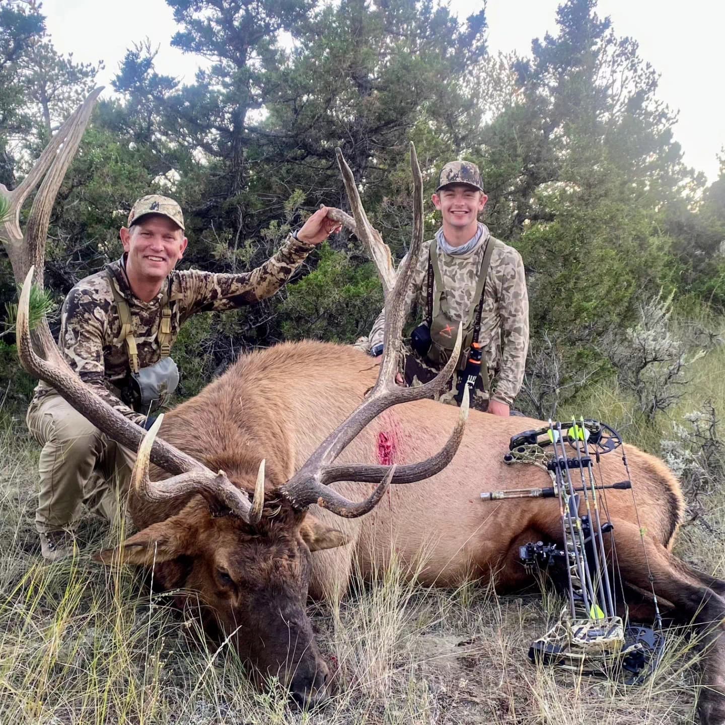 Rocky Mountain Elk