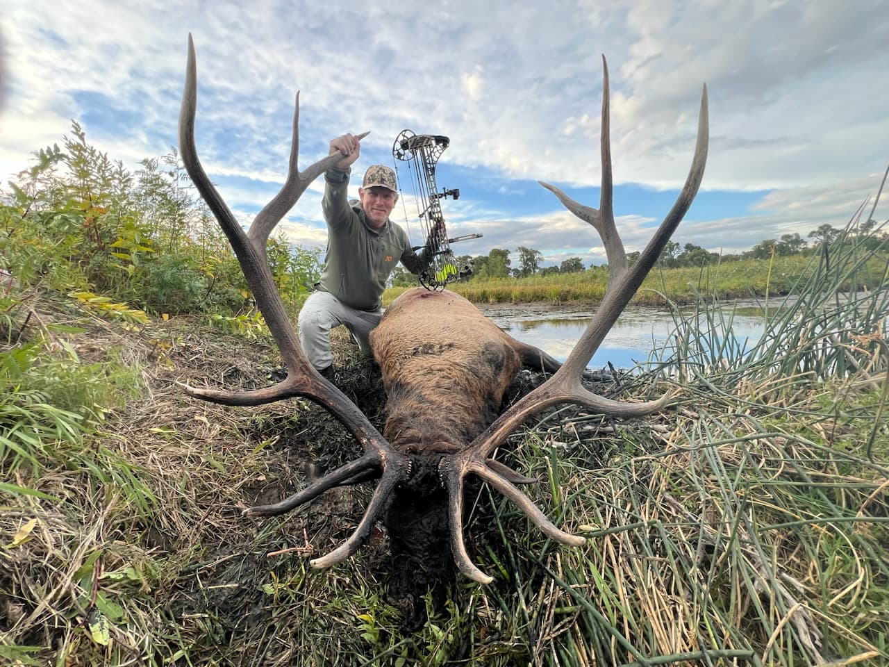 Rocky Mountain Elk