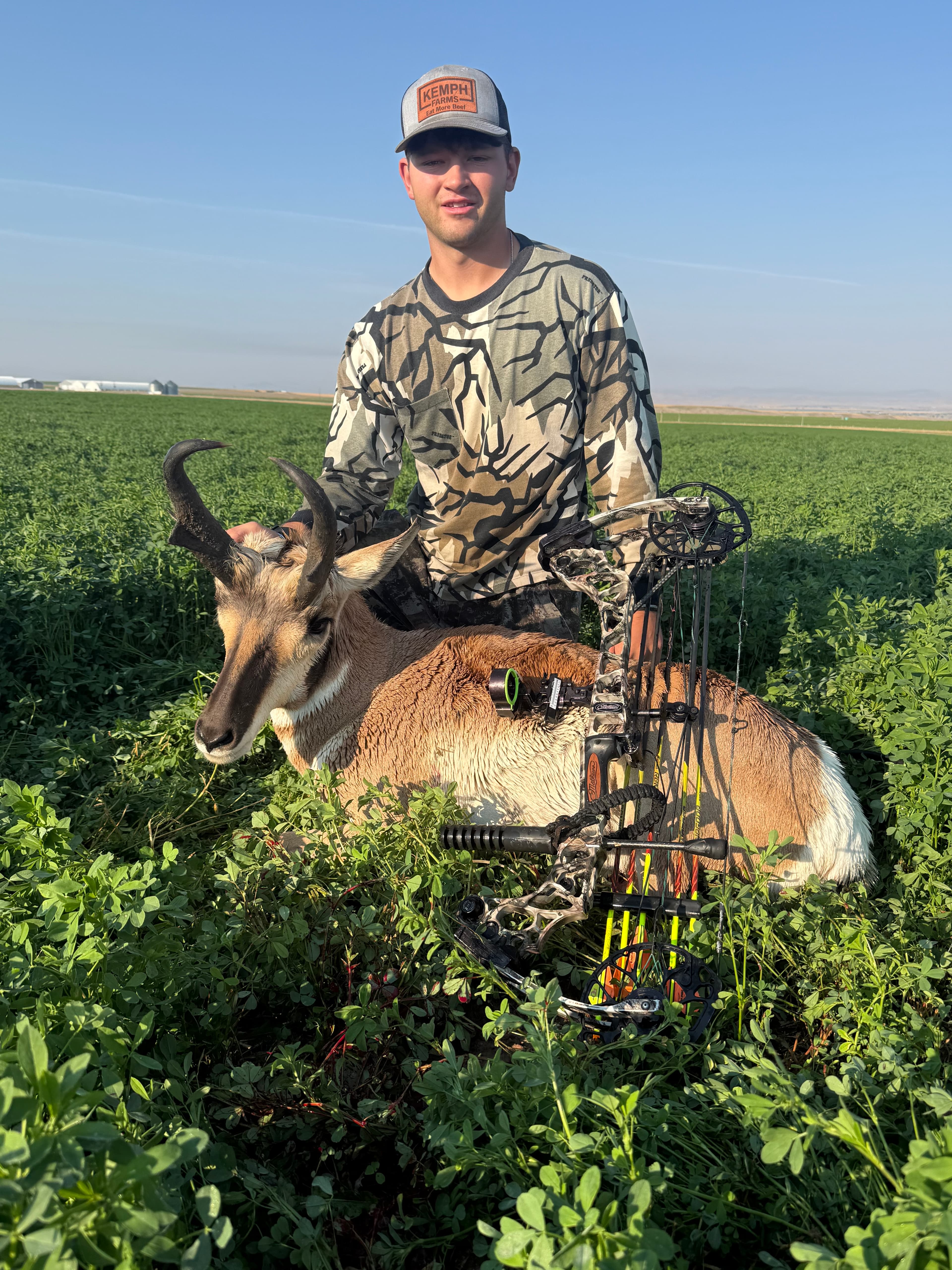 Pronghorn
