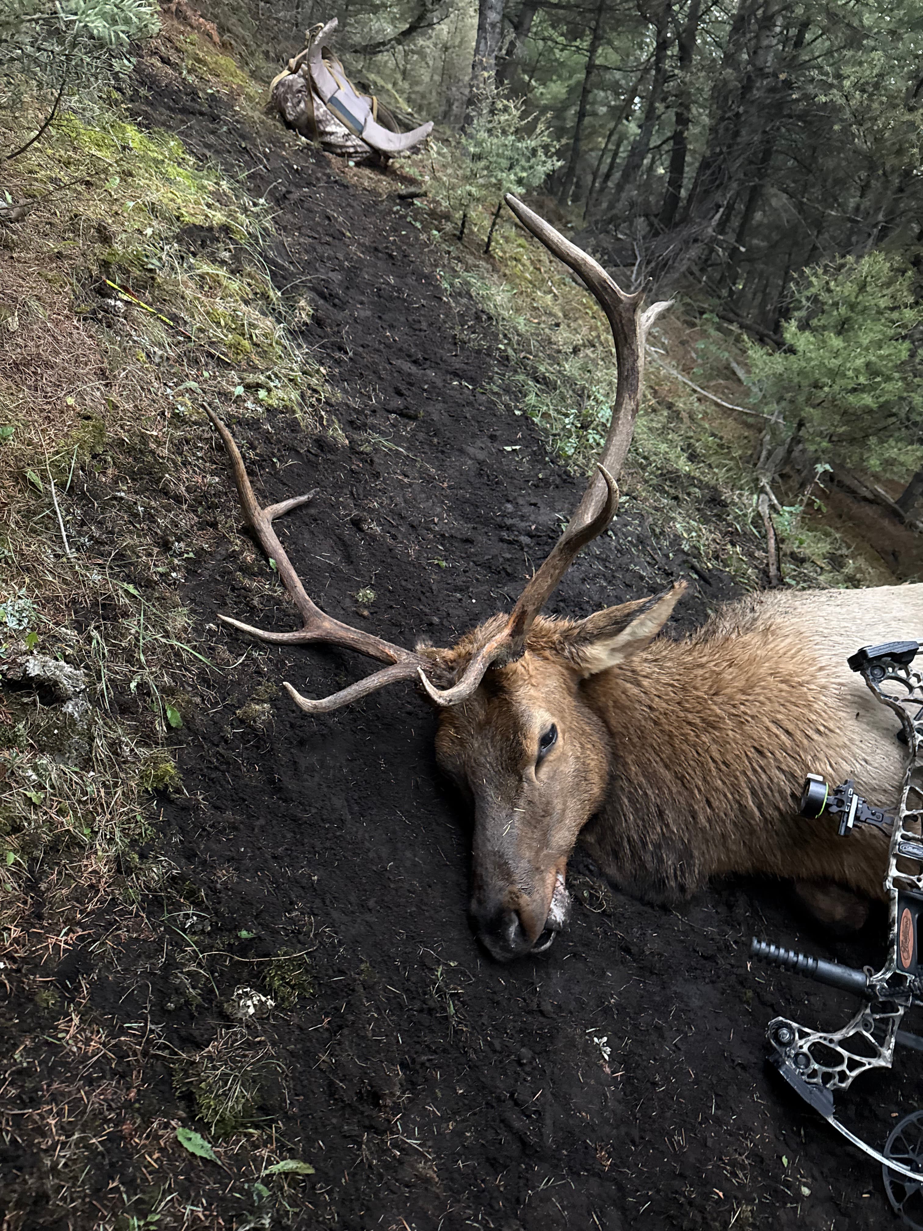 Elk