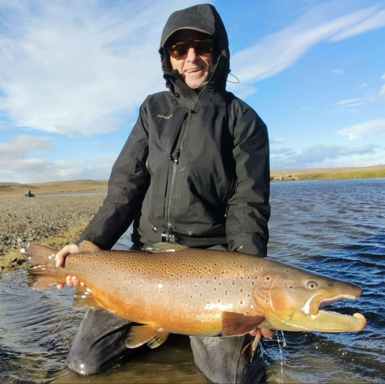 Brown Trout