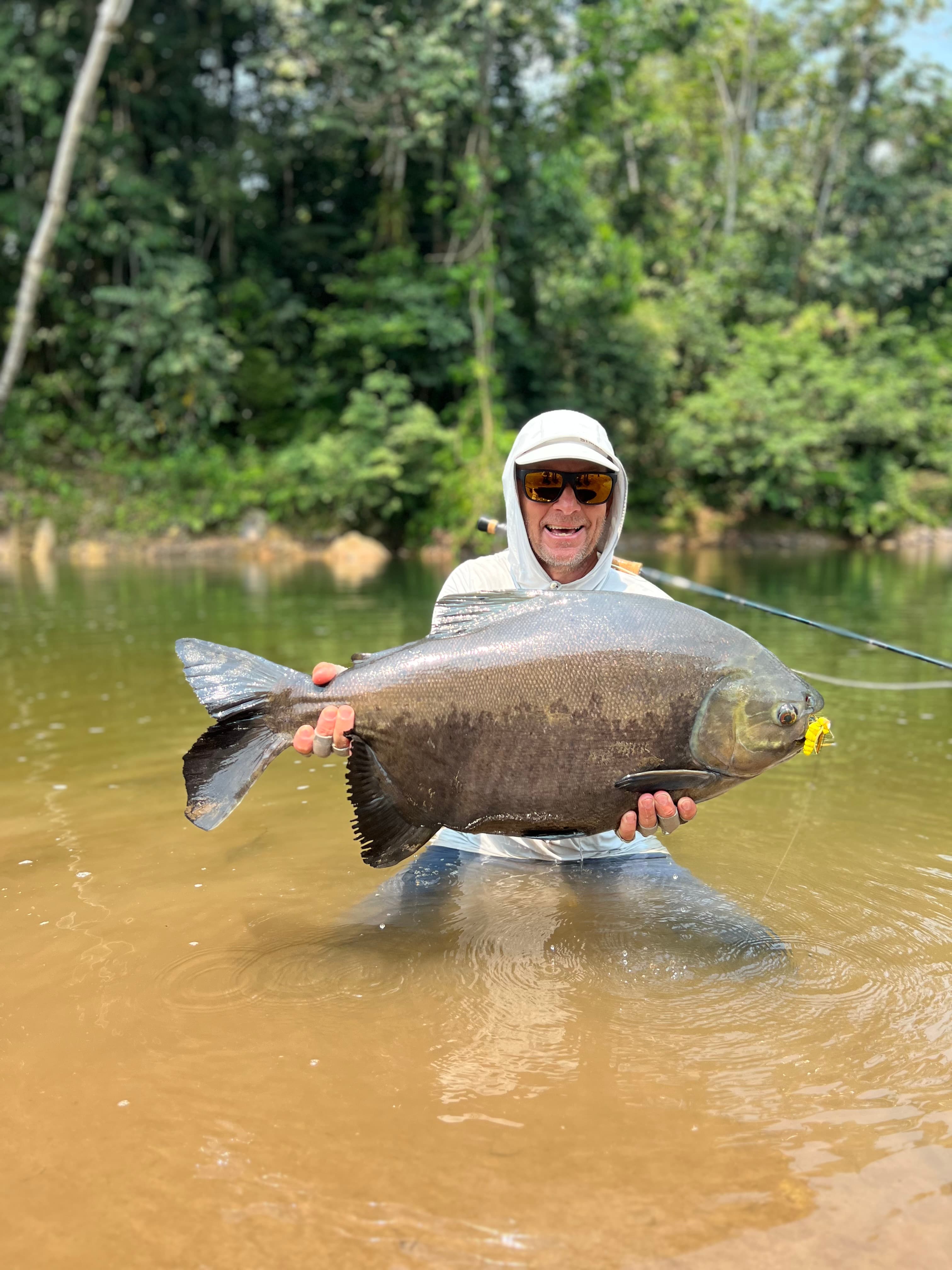 Black Pacu
