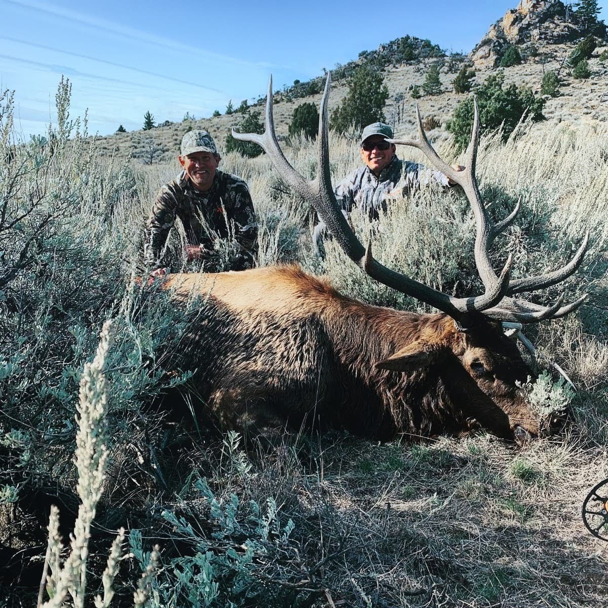 Rocky Mountain Elk