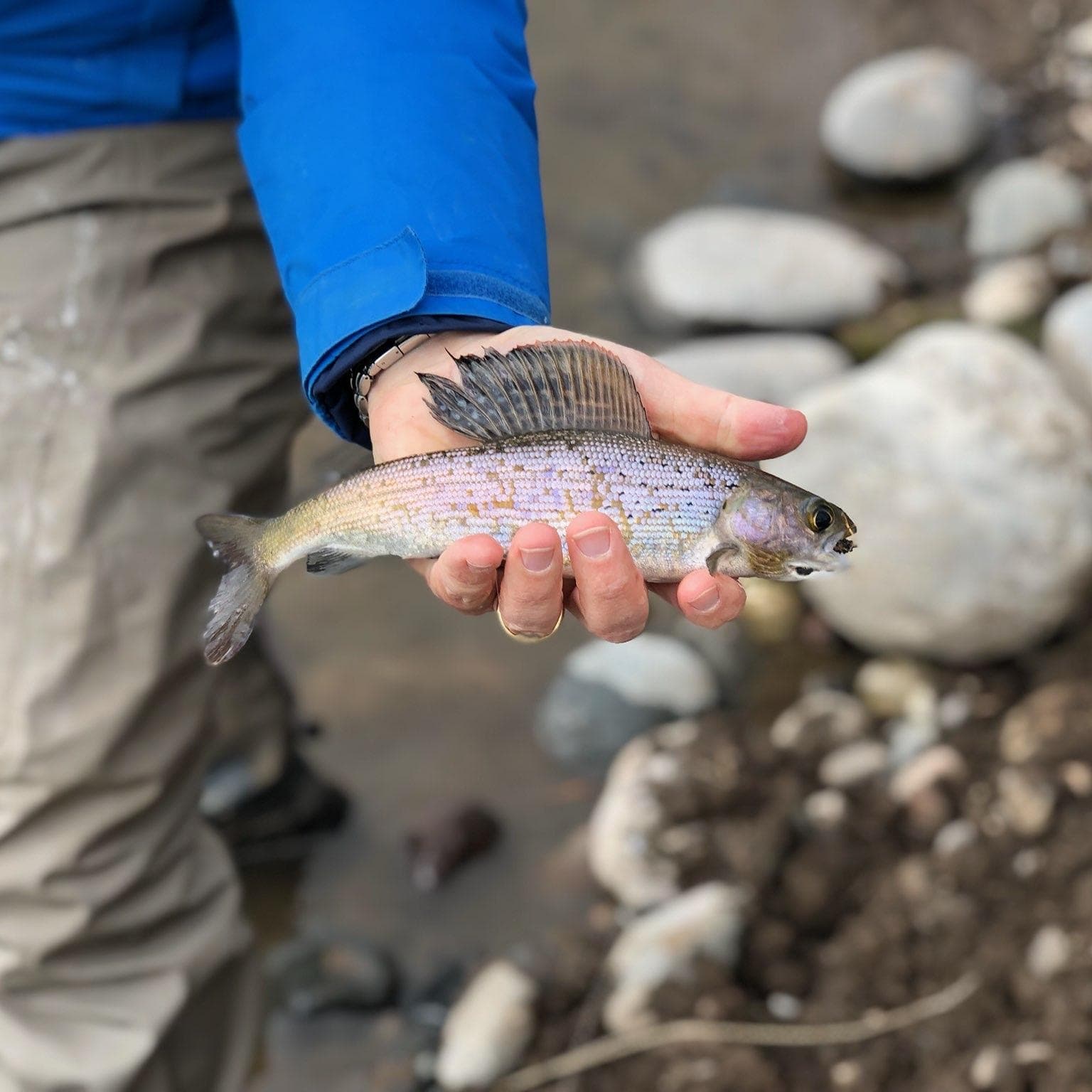 Grayling