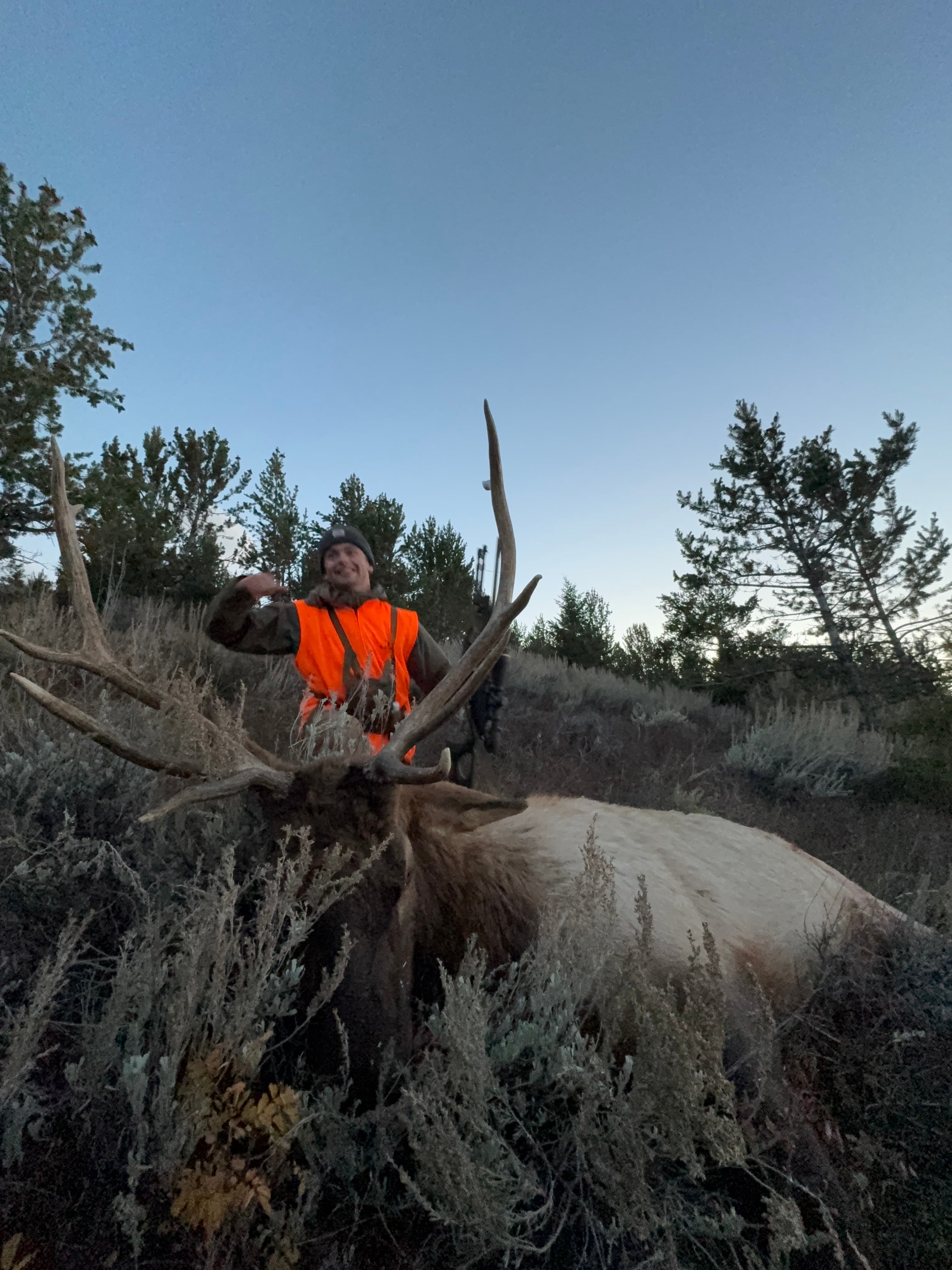 Bull Elk