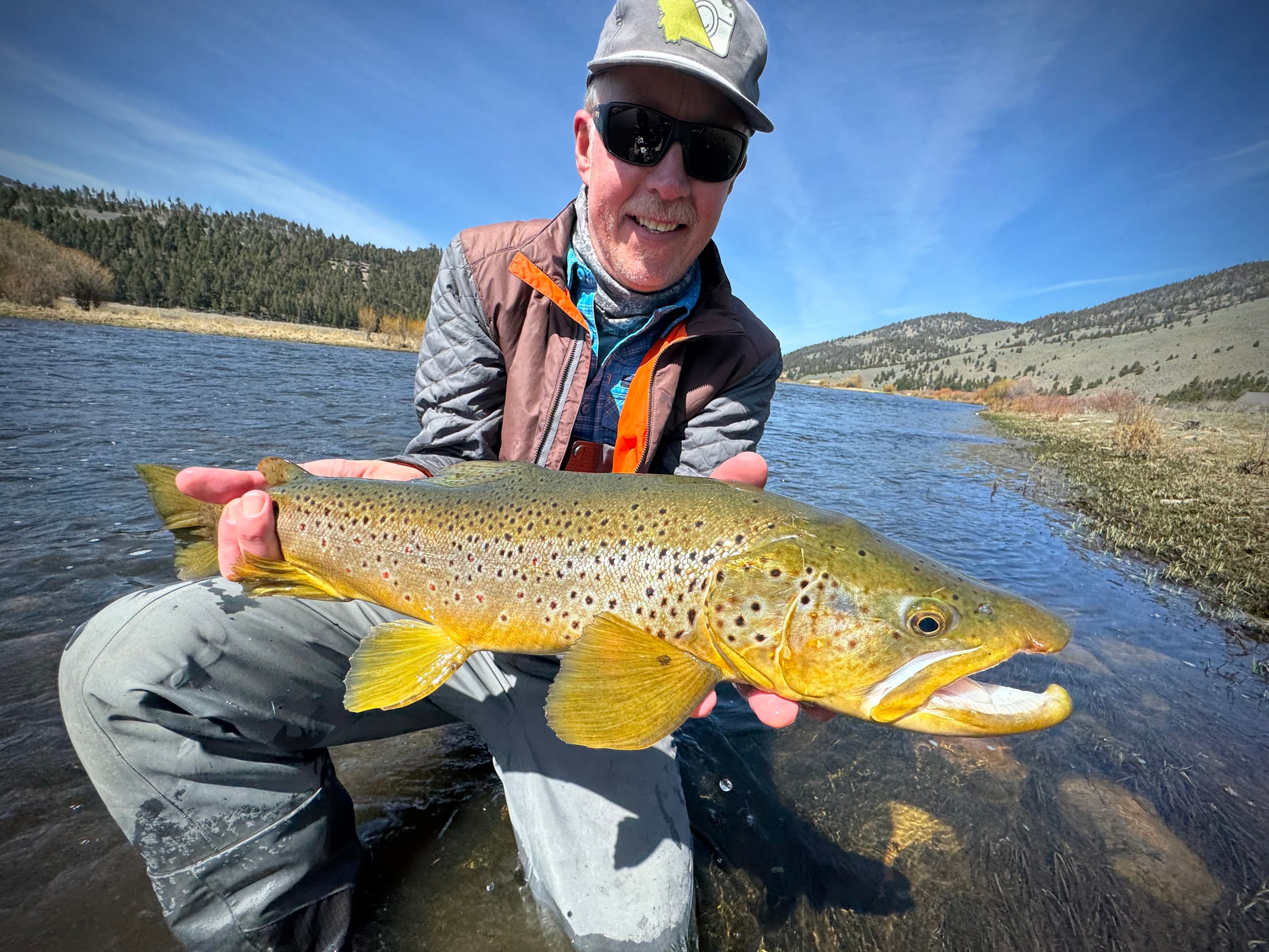 Brown trout